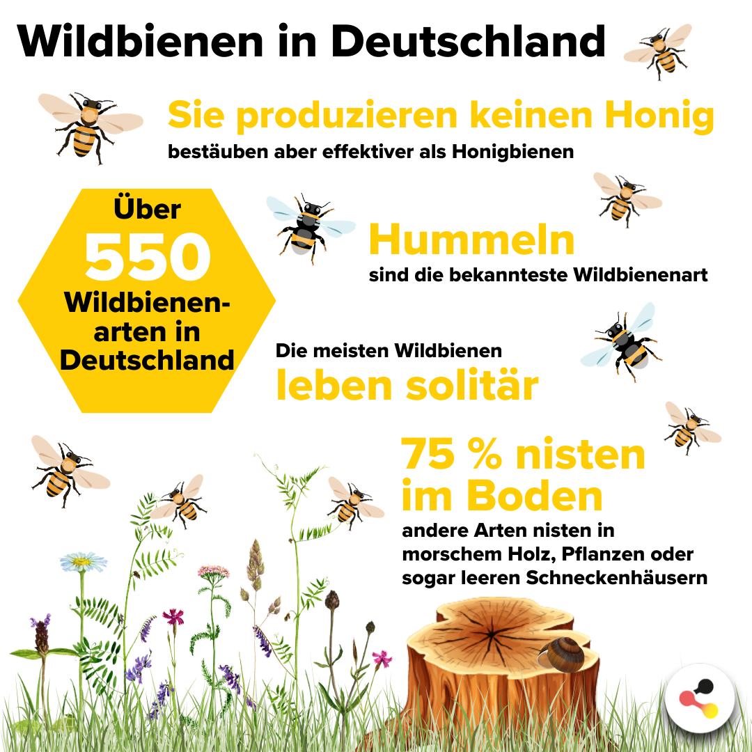 Bedrohte Bienen Deutschlands Strategie für Bienenschutz